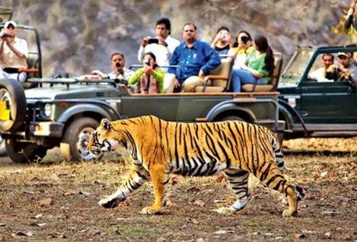 This image depicts Ranthambore tourist car with a beautiful view.