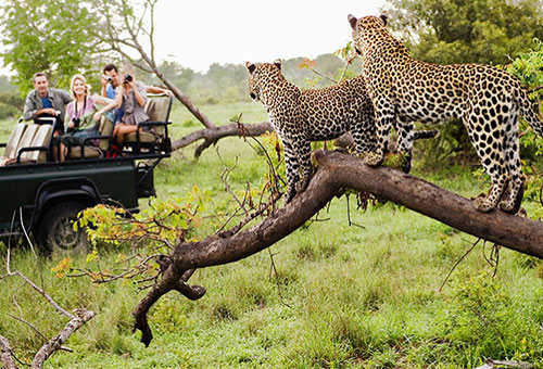 Jhalana Leopard Safari